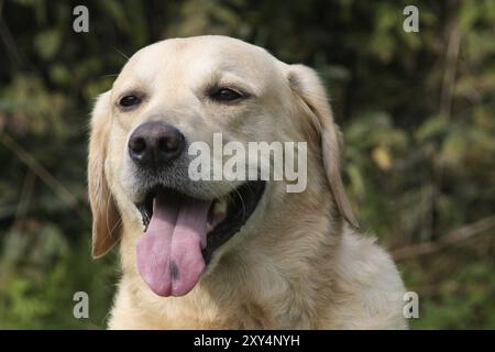 Cream coloured Labrador Retriever Stock Photo