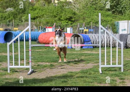 German Boxer Purebred Dog on agility field for dogs, training and competing, jumping over obstacles, crossing over balance ramp, passing through the t Stock Photo