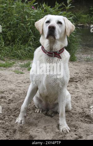 Cream coloured Labrador Retriever Stock Photo