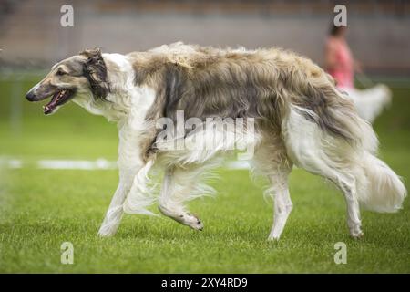 A large greyhound walks across a meadow - it is a Borzoi, a Russian dog breed Stock Photo