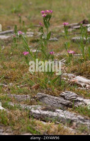 Common Centaurium pulchellum (Centaurium erythraea) Stock Photo