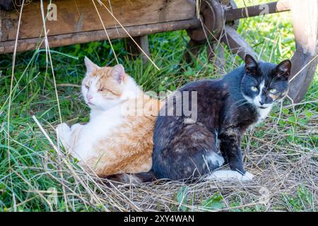 Two country cats resting in the shade on the grass. Selective focus. Stock Photo