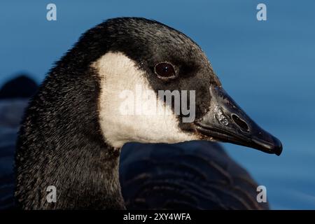 Canada goose Stock Photo