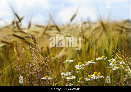 Wild camomile and grasses in front of a grain field Stock Photo