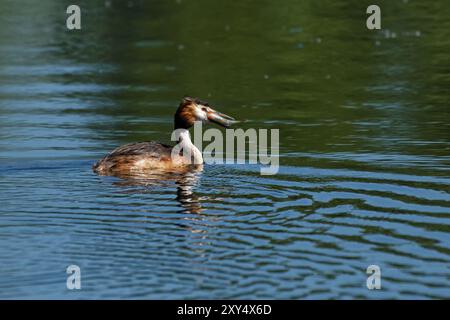 Great crested grebe with fish Stock Photo