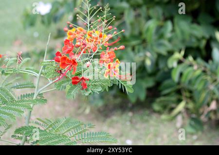 Peacock flower (Caesalpinia pulcherrima) in bloom in a garden : (pix Sanjiv Shukla) Stock Photo