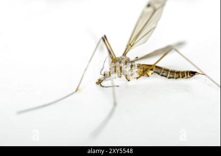 Macro shot of a snake in front of a white background Stock Photo