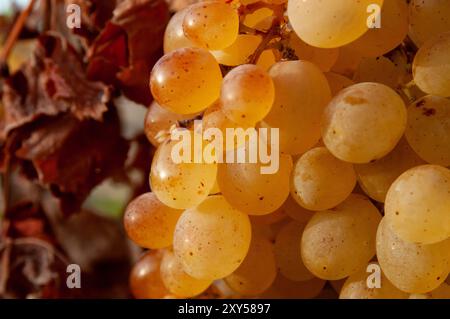 Commercially grown ripe, robust bunches of yellow grapes ready for harvest hang from vines in a vineyard. Stock Photo