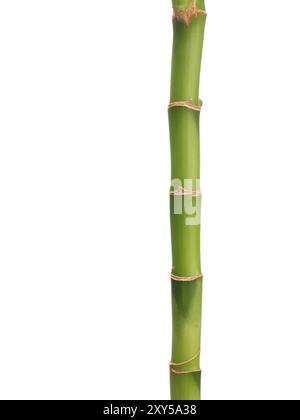 Lucky bamboo plant stem isolated on white background Stock Photo