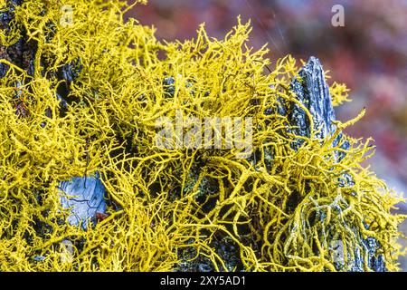 Close up at toxic Wolf lichen on a tree stump Stock Photo