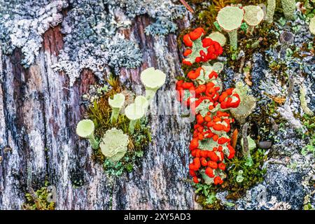 Cup lichen growing on an old tree stump Stock Photo