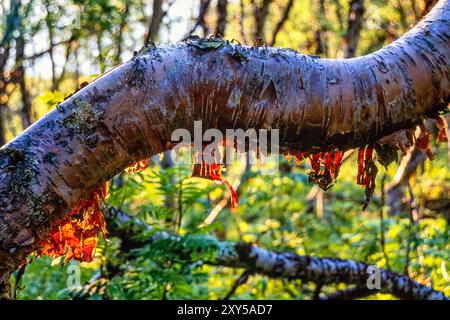Birch bark hanging from a branch in backlit in a woodland Stock Photo