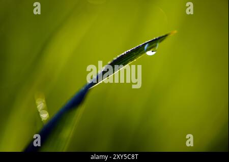 Blade of grass with dewdrops Stock Photo