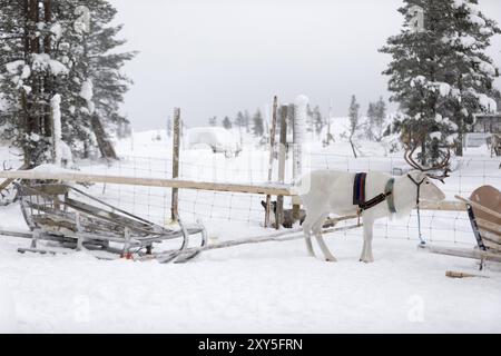 Reindeer with a sledge in the snow, Ivalo, Finland, Europe Stock Photo