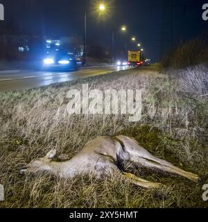 Dead deer on the roadside after an accident with a deer Stock Photo