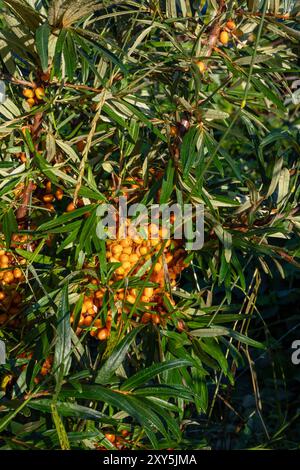 Common sea-buckthorn shrub with fruits, Hippophae rhamnoides Stock Photo