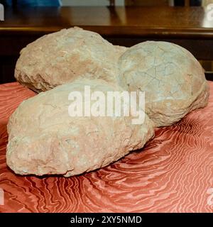 Hateg, Romania - Fossilized dwarf dinosaur eggs, a unique feature was that they were isolated on an island, the dinosaurs suffered from a phenomenon c Stock Photo