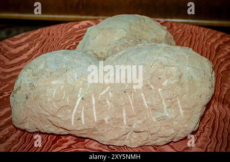 Hateg, Romania - Fossilized dwarf dinosaur eggs, a unique feature was that they were isolated on an island, the dinosaurs suffered from a phenomenon c Stock Photo