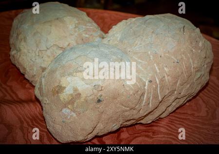 Hateg, Romania - Fossilized dwarf dinosaur eggs, a unique feature was that they were isolated on an island, the dinosaurs suffered from a phenomenon c Stock Photo