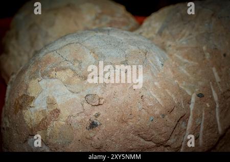 Hateg, Romania - Fossilized dwarf dinosaur eggs, a unique feature was that they were isolated on an island, the dinosaurs suffered from a phenomenon c Stock Photo