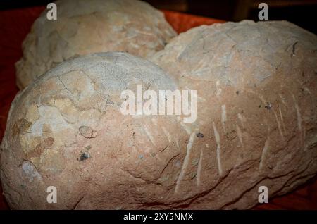 Hateg, Romania - Fossilized dwarf dinosaur eggs, a unique feature was that they were isolated on an island, the dinosaurs suffered from a phenomenon c Stock Photo