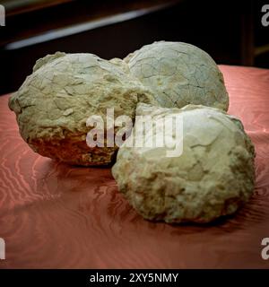 Hateg, Romania - Fossilized dwarf dinosaur eggs, a unique feature was that they were isolated on an island, the dinosaurs suffered from a phenomenon c Stock Photo