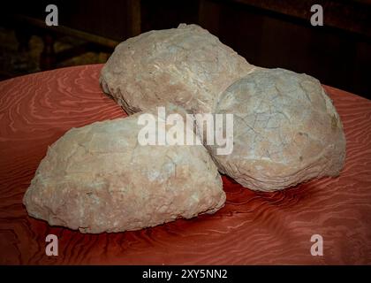 Hateg, Romania - Fossilized dwarf dinosaur eggs, a unique feature was that they were isolated on an island, the dinosaurs suffered from a phenomenon c Stock Photo