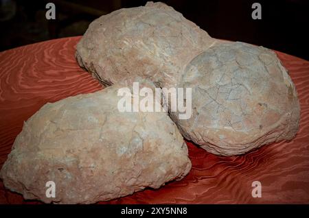 Hateg, Romania - Fossilized dwarf dinosaur eggs, a unique feature was that they were isolated on an island, the dinosaurs suffered from a phenomenon c Stock Photo