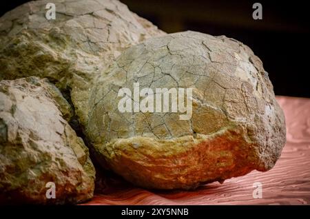 Hateg, Romania - Fossilized dwarf dinosaur eggs, a unique feature was that they were isolated on an island, the dinosaurs suffered from a phenomenon c Stock Photo