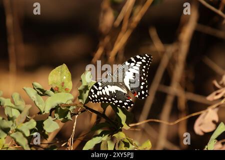 A citrus swallowtail (Papilio demodocus) in the Okavango Delta, Botswana. Citrus Swallowtail in the Okavango Delta in Botswana Stock Photo