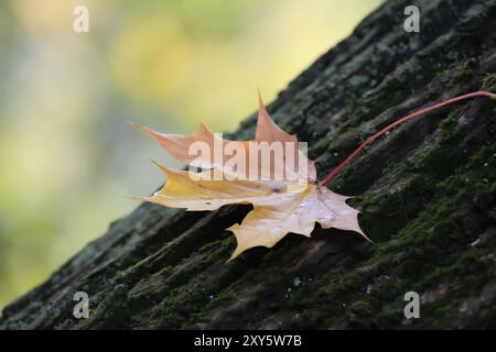 Maple leaf lying on a tree trunk in autumn Stock Photo
