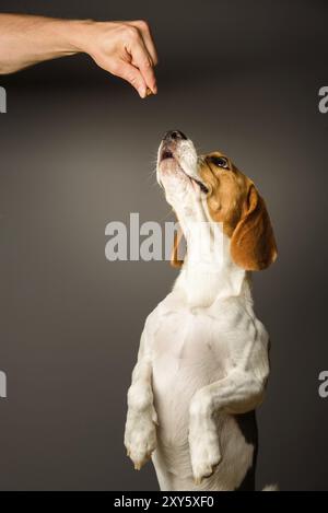 Beagle dog on a grey background standing on back legs, looking upwards Stock Photo