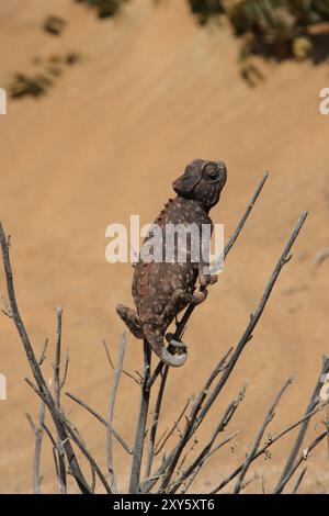 Namaqua Chameleon (Chamaeleo namaquensis) in the Namib Desert, Namaqua Chameleon in the Namib Desert Stock Photo