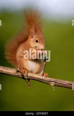 Young squirrel eats bird food Stock Photo