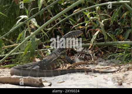 Nile monitor (Varanus niloticus) on the banks of the Okavango River, Botswana. Nile monitor lizard on the banks of the Okavango River, Botswana, Afric Stock Photo