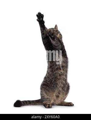 Classic tabby house cat, sitting on hind paws. Front paws high up reaching in DAP pose. Looking up and away from camera. Isolated on a white backgroun Stock Photo