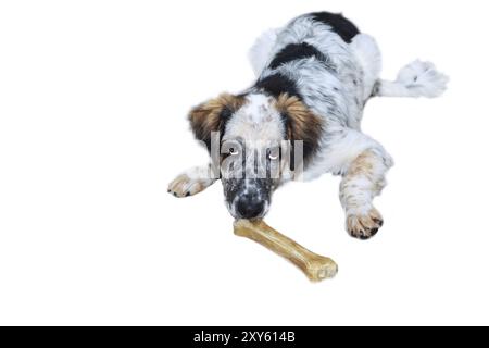 White, black and brown color fuzzy dog with bone isolated on white background, copy space Stock Photo