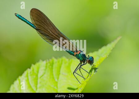 Beautiful Demoiselle (Calopteryx virgo), male perched on a leaf, Pentewan Valley, Cornwall, UK. Stock Photo