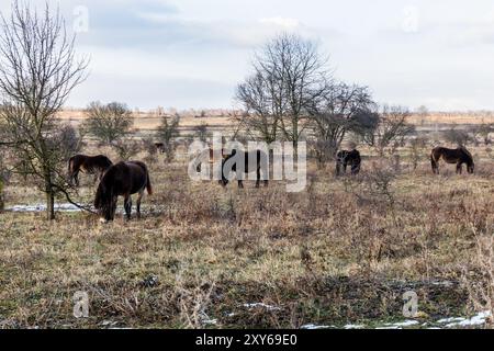 Exmoor ponies in Milovice Nature Reserve, Czech Republic Stock Photo