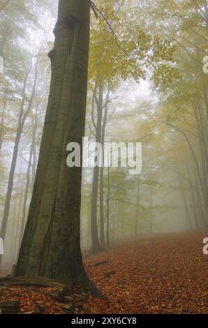 Beech forest im fog, beech forest in fog 07 Stock Photo