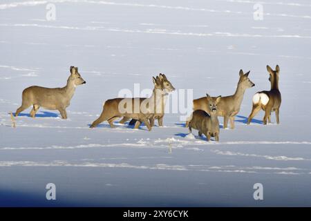 Many Roe deer run over a meadow in winter. Roe deer on the run in winter Stock Photo