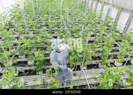 DEU/Saxony/Ebersbach The Saxon cannabis producer Demecan is now the first German company to be authorised to cultivate medicinal cannabis indefinitely Stock Photo