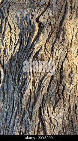 Tree trunk bark background, closeup view of an old tree skin Stock Photo