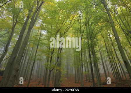 Beech forest im fog, beech forest in fog 05 Stock Photo