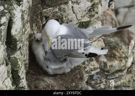 Kittiwake (Rissa tridactyla) adult bird with two juvenile baby chicks on a nest on a sea cliff ledge in the summer, Yorkshire, England, United Kingdom Stock Photo