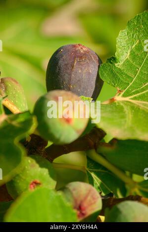 Figs on a Mediterranean fig tree ready for harvesting. Stock Photo