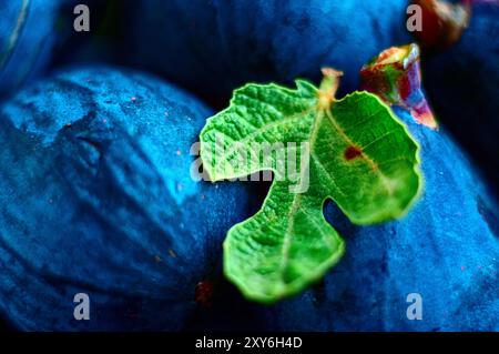 Black figs with a small fig leaf in summer. Stock Photo