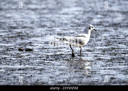 Den Helder, Netherlands. February 2023. Various wading birds looking for food Stock Photo