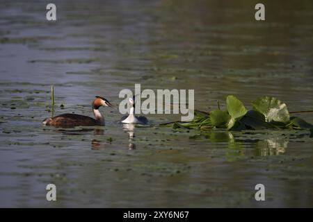 Great Crested Grebe, Podiceps Scalloped ribbonfish, great crested grebe Stock Photo