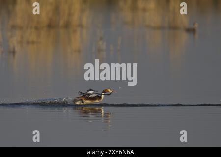 Great Crested Grebe, Podiceps Scalloped ribbonfish, great crested grebe Stock Photo